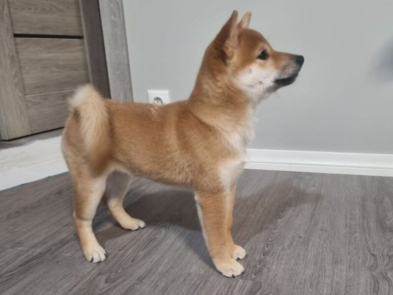 Shiba inu
