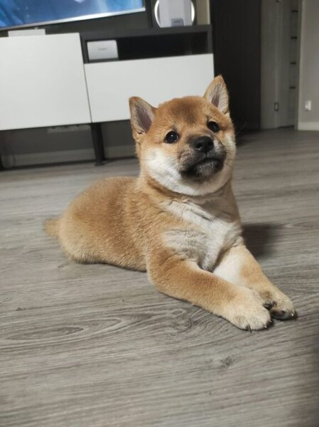 Shiba inu