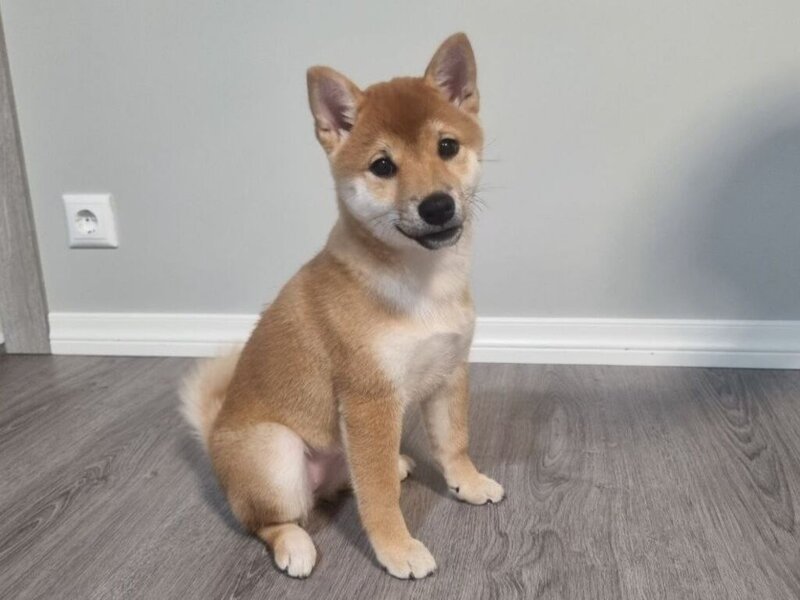 Shiba inu