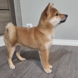 Shiba inu