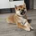 Shiba inu