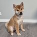 Shiba inu